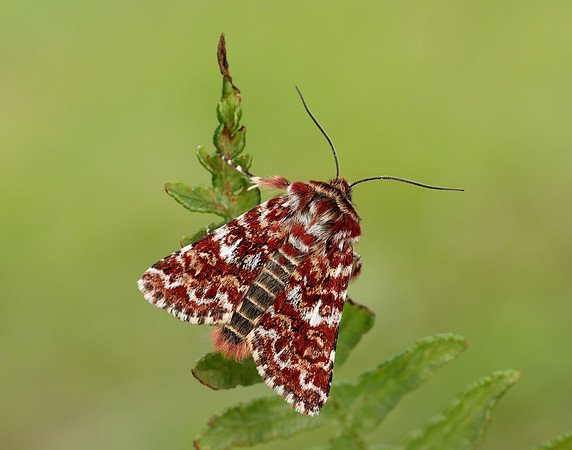 73.257 BF2142 Beautiful Yellow Underwing Anarta myrtilli