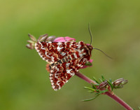 73.257 BF2142 Beautiful Yellow Underwing Anarta myrtilli