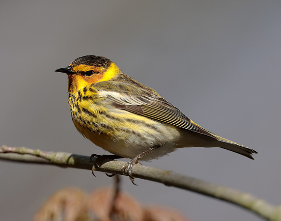 Cape May Warbler Setophaga tigrina