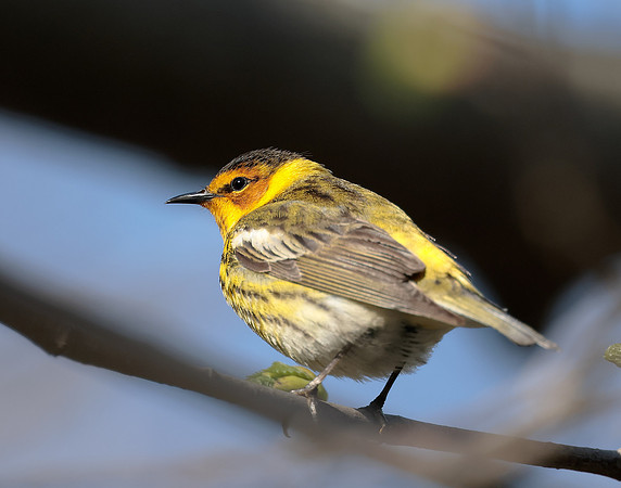 Cape May Warbler Setophaga tigrina