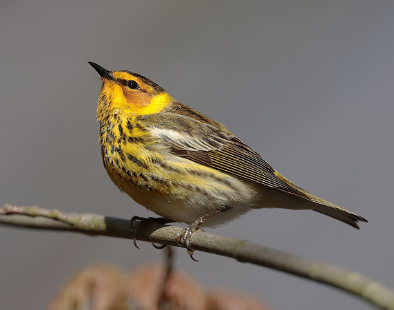 Cape May Warbler Setophaga tigrina