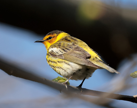 Cape May Warbler Setophaga tigrina
