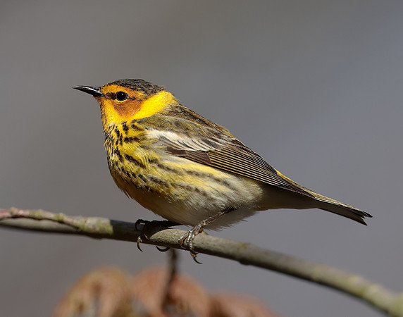 Cape May Warbler Setophaga tigrina