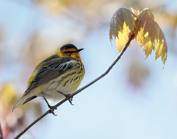 Cape May Warbler Setophaga tigrina