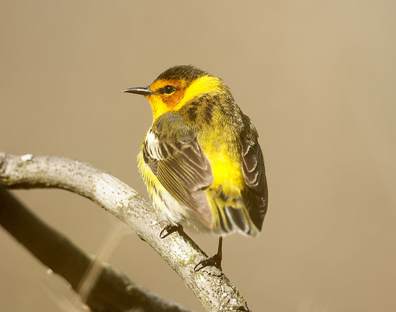 Cape May Warbler Setophaga tigrina