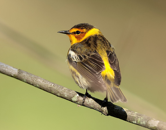 Cape May Warbler Setophaga tigrina