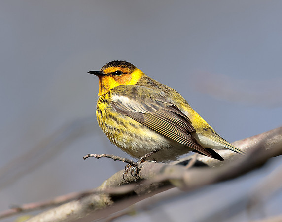 Cape May Warbler Setophaga tigrina