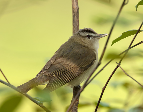 Red-eyed Vireo Vireo olivaceus