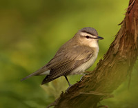 Red-eyed Vireo Vireo olivaceus