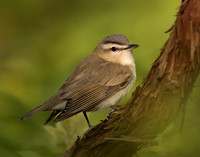 Red-eyed Vireo Vireo olivaceus