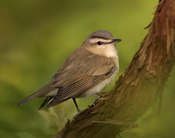 Red-eyed Vireo Vireo olivaceus
