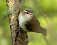 Red-eyed Vireo Vireo olivaceus