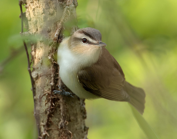 Red-eyed Vireo Vireo olivaceus