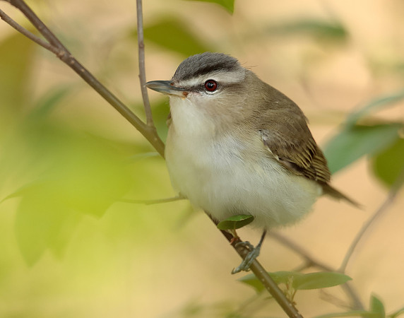 Red-eyed Vireo Vireo olivaceus