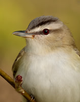 Red-eyed Vireo Vireo olivaceus