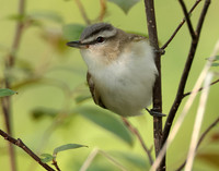 Red-eyed Vireo Vireo olivaceus