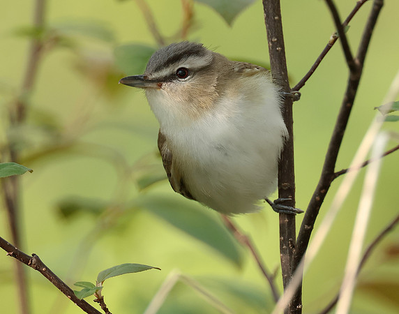 Red-eyed Vireo Vireo olivaceus