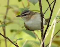 Red-eyed Vireo Vireo olivaceus