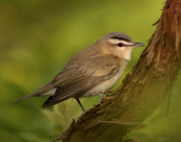 Red-eyed Vireo Vireo olivaceus