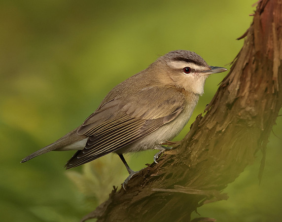 Red-eyed Vireo Vireo olivaceus