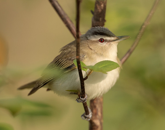 Red-eyed Vireo Vireo olivaceus