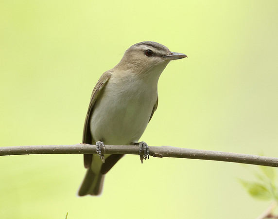 Red-eyed Vireo Vireo olivaceus