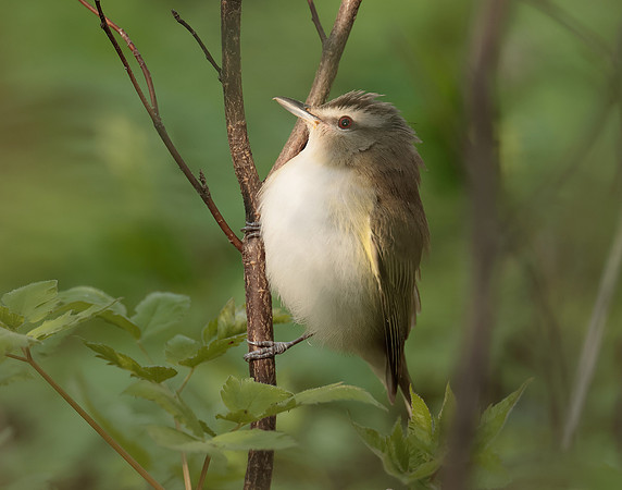 Red-eyed Vireo Vireo olivaceus