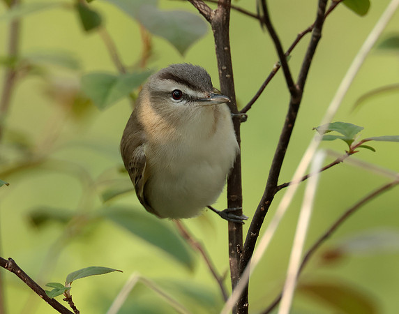 Red-eyed Vireo Vireo olivaceus