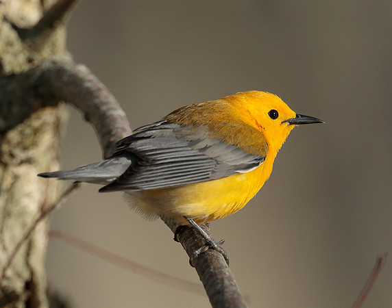 Prothonotory Warbler Protonotaria citrea
