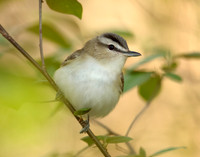 Red-eyed Vireo Vireo olivaceus