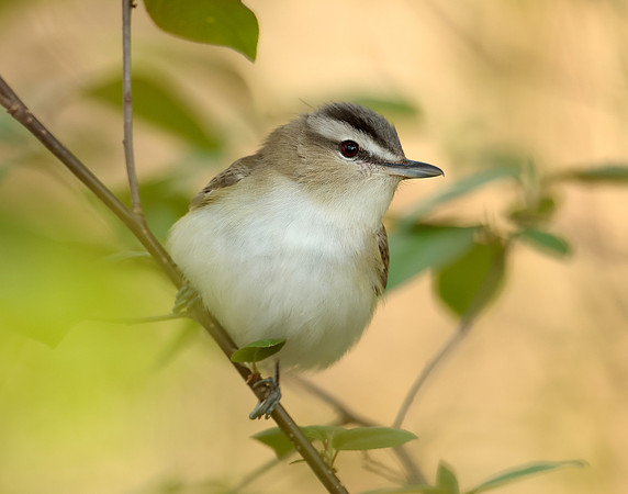 Red-eyed Vireo Vireo olivaceus