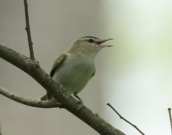 Red-eyed Vireo Vireo olivaceus
