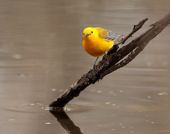 Prothonotory Warbler Protonotaria citrea