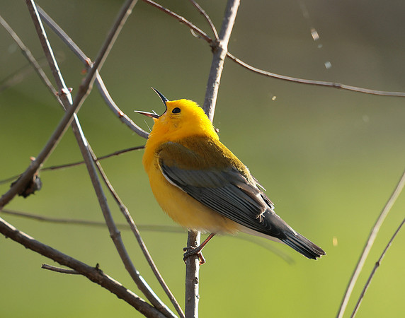 Prothonotory Warbler Protonotaria citrea