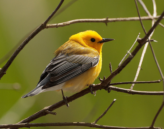 Prothonotory Warbler Protonotaria citrea