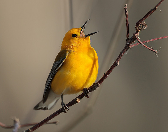 Prothonotory Warbler Protonotaria citrea