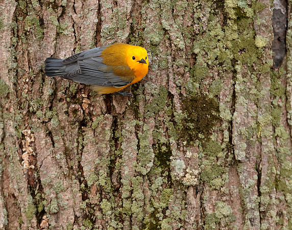 Prothonotory Warbler Protonotaria citrea