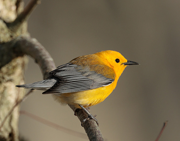Prothonotory Warbler Protonotaria citrea