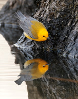 Prothonotory Warbler Protonotaria citrea