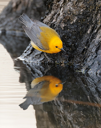 Prothonotory Warbler Protonotaria citrea