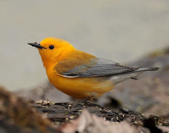 Prothonotory Warbler Protonotaria citrea