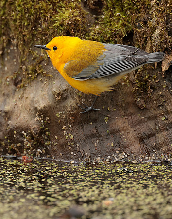 Prothonotory Warbler Protonotaria citrea