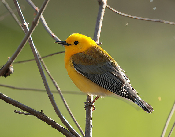 Prothonotory Warbler Protonotaria citrea