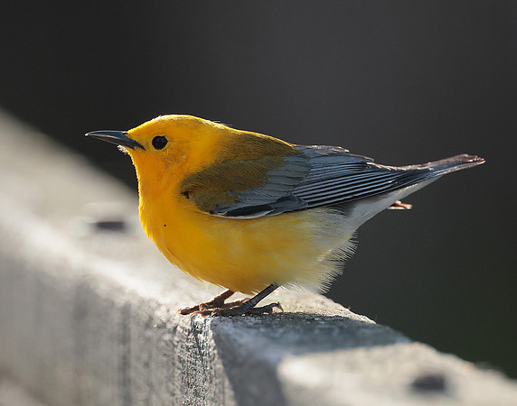 Prothonotory Warbler Protonotaria citrea