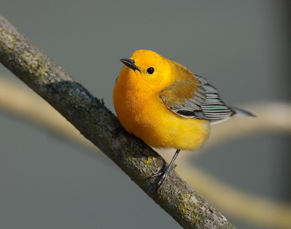 Prothonotory Warbler Protonotaria citrea