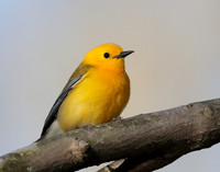 Prothonotory Warbler Protonotaria citrea