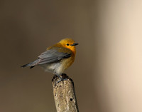 Prothonotory Warbler Protonotaria citrea
