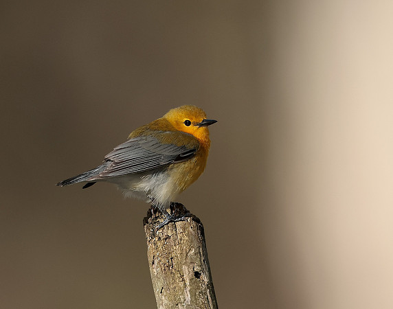 Prothonotory Warbler Protonotaria citrea