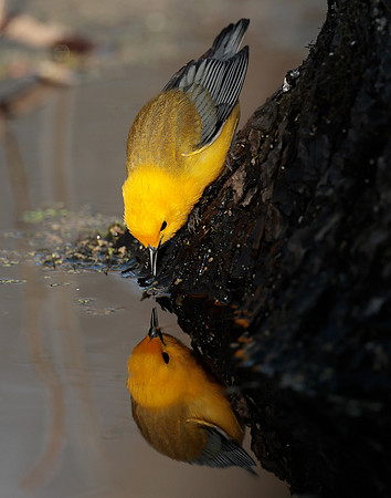 Prothonotory Warbler Protonotaria citrea