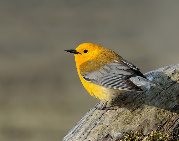 Prothonotory Warbler Protonotaria citrea